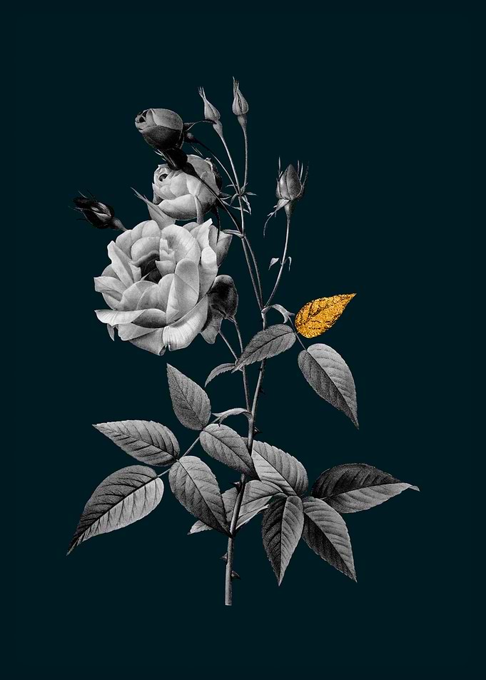 Teal Gold Rose of India