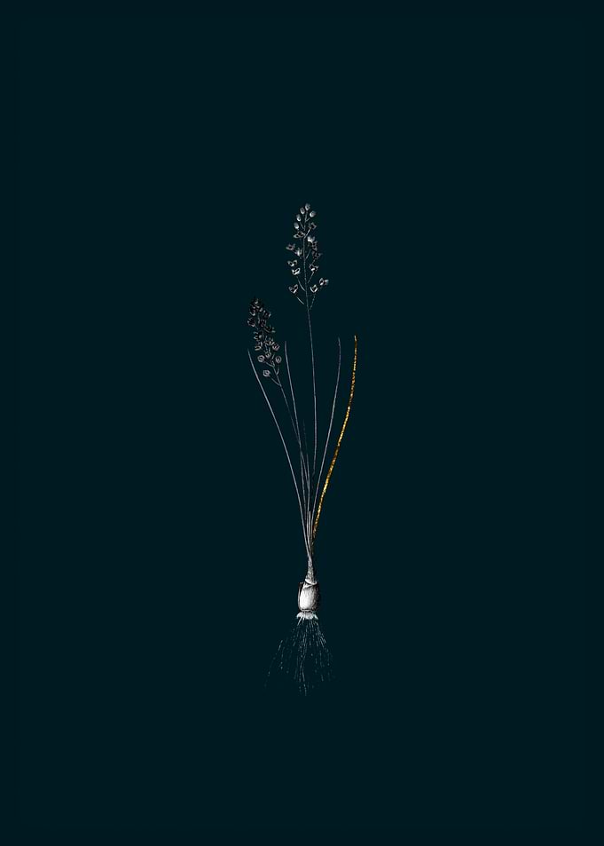 Teal and Gold Squill