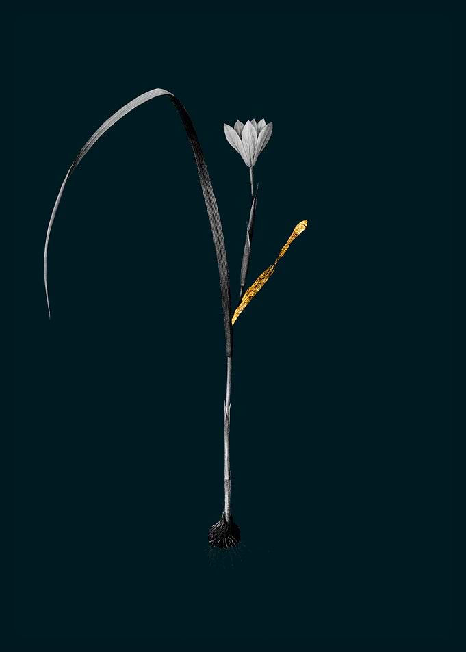 Teal and Gold Cape Tulip