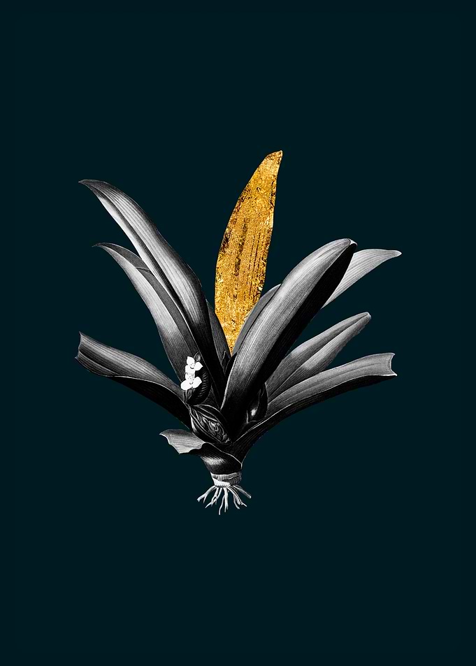 Teal and Gold Boat Lily