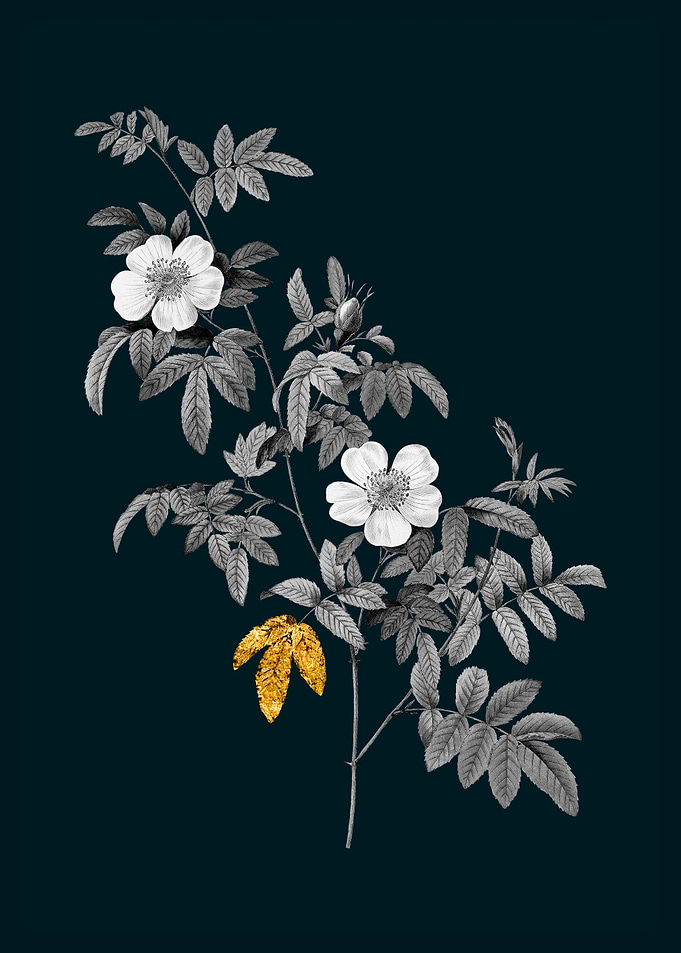 Teal and Gold Musk Rose