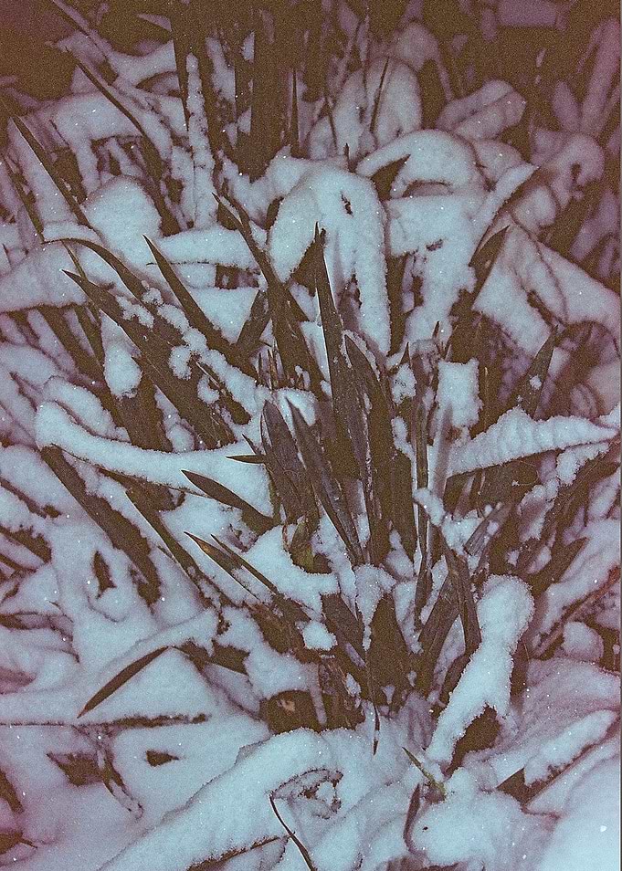 Overwintering 2