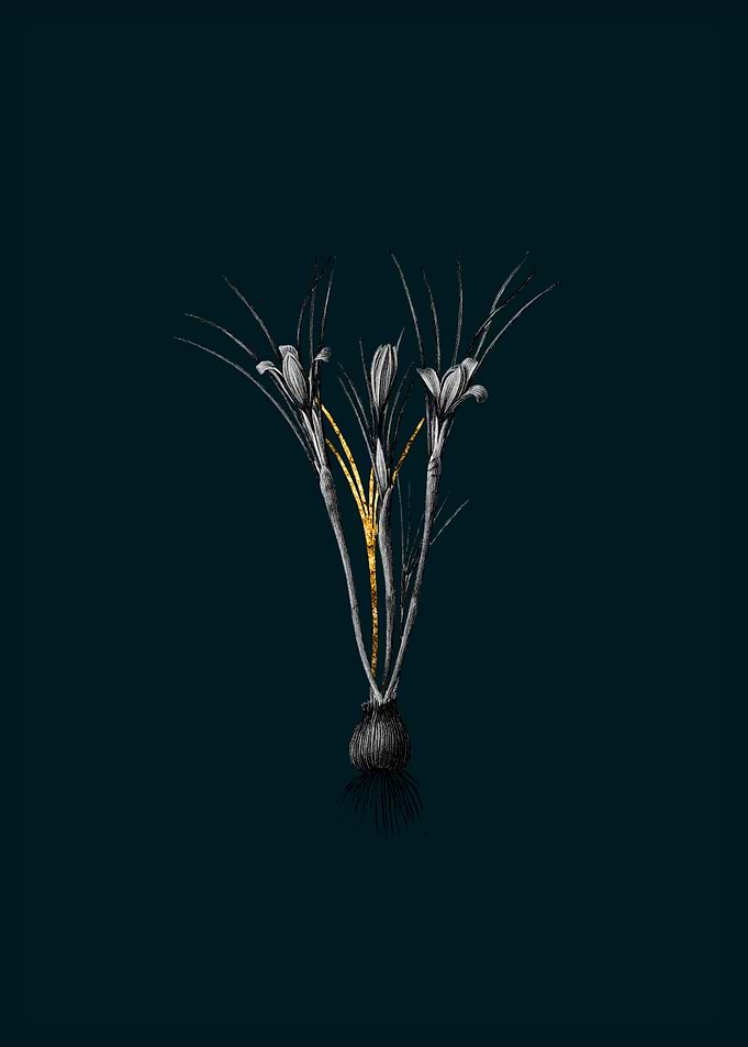 Teal and Gold Crocus