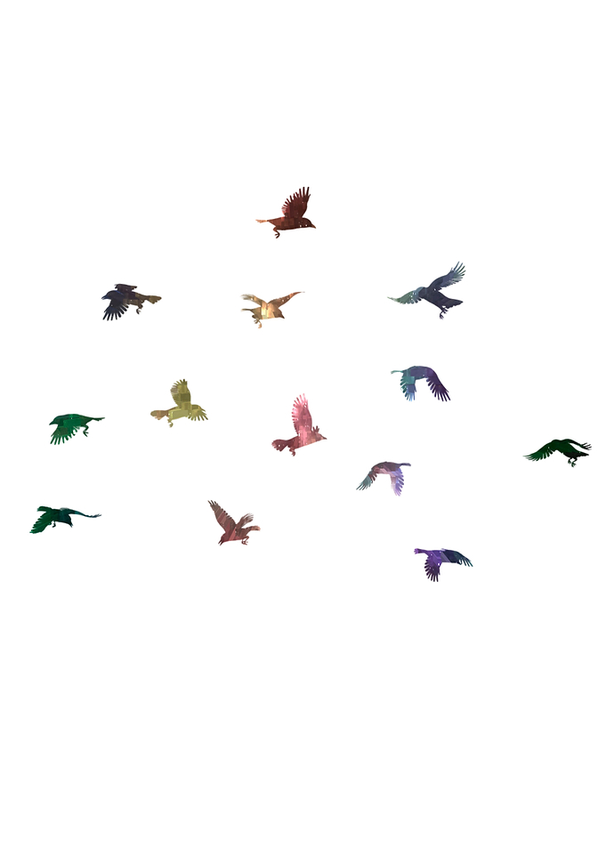Beautiful birds