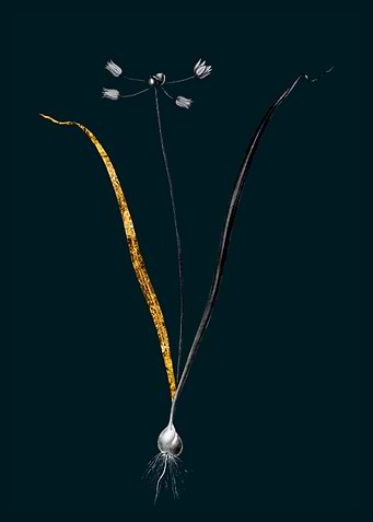 Teal and Gold Allium