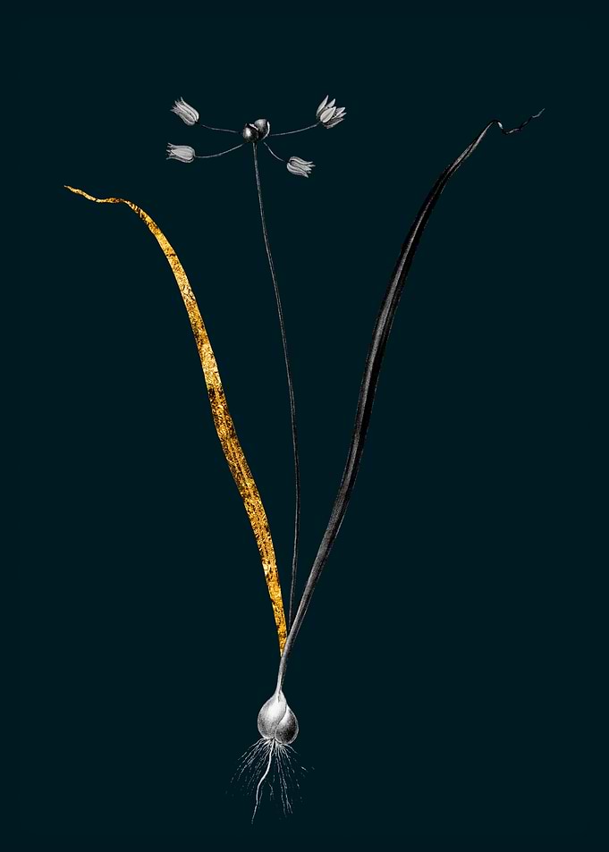 Teal and Gold Allium