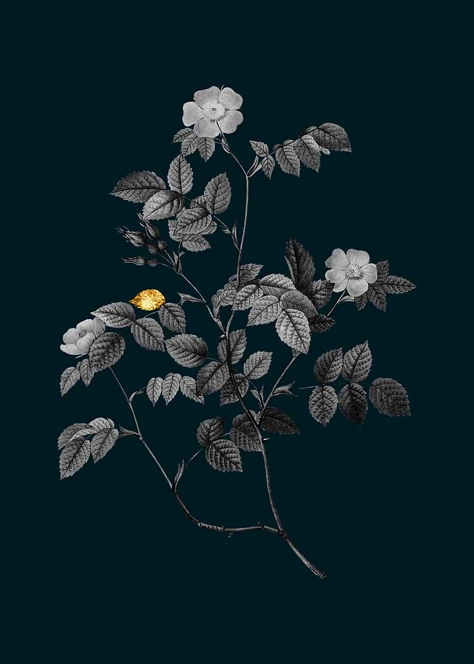 Teal and Gold Briar Rose