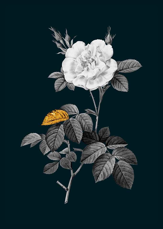 Teal and Gold White Rose