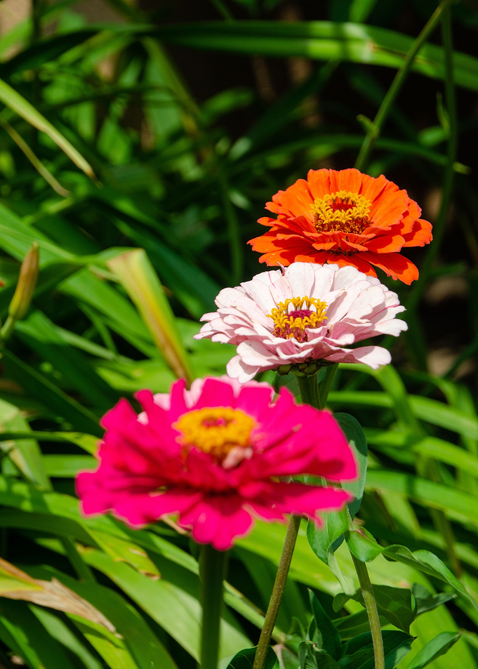 three flowers