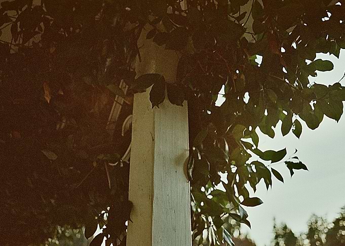 Crawling Ivy