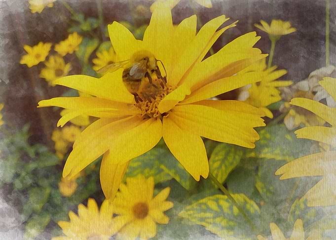 Bee on the flower