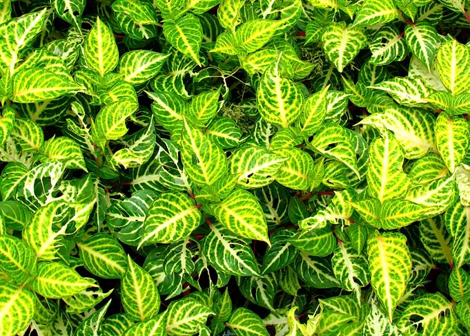 Mosaic of leaves