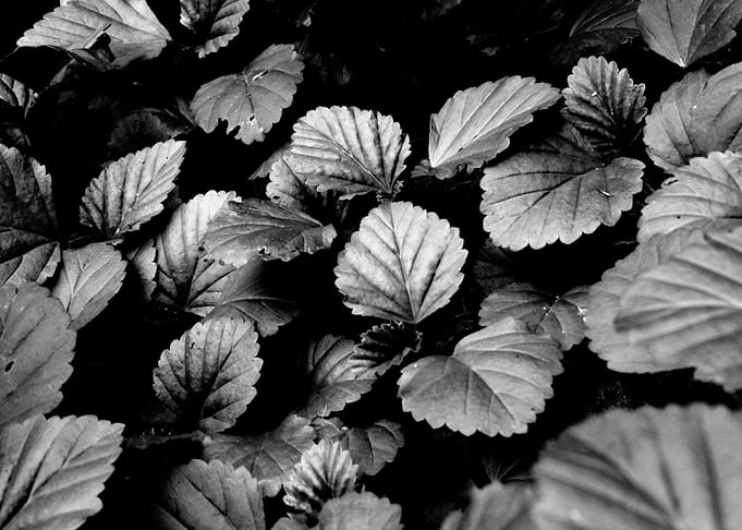Garden plants