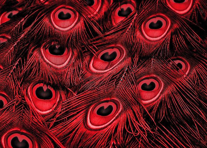 Peacock Feather red