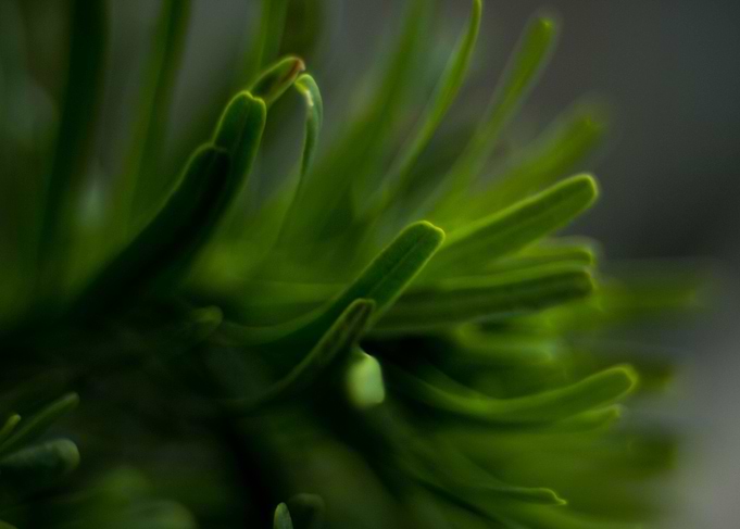Green grass
