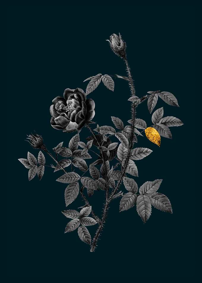 Teal and Gold Moss Rose
