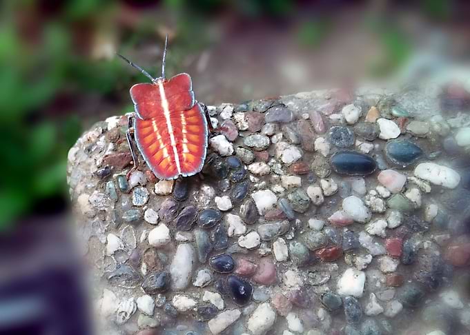 Stink Bug 2