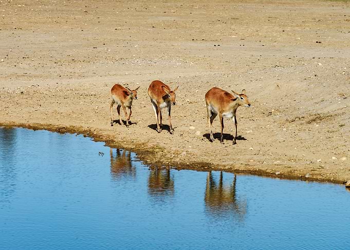 Family of deers