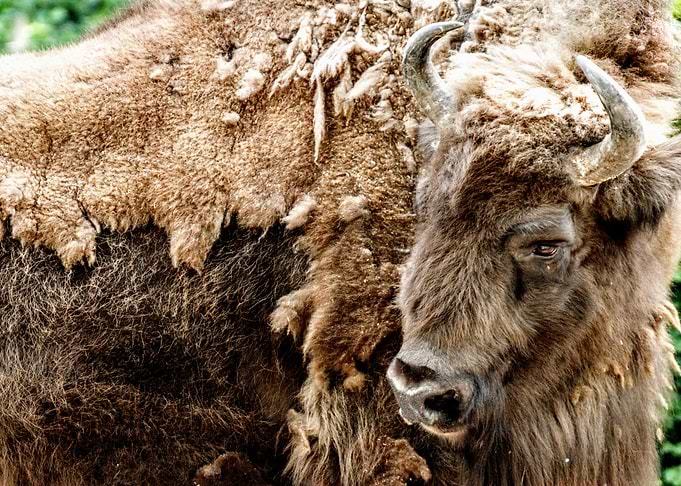 Bison