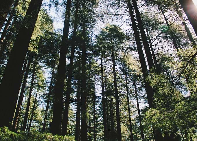 Woods