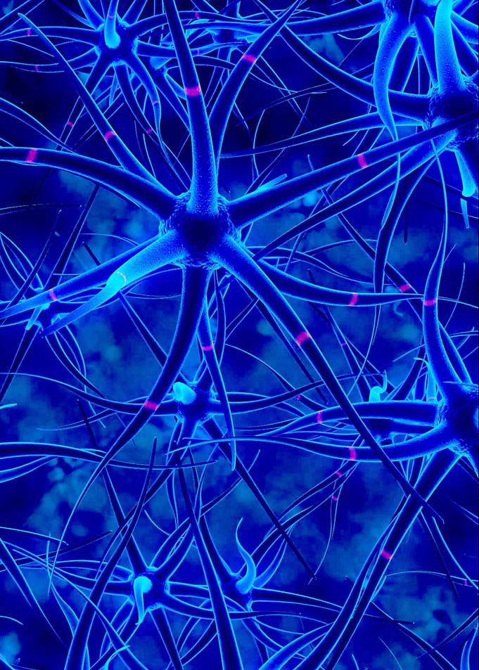 Nerve cells