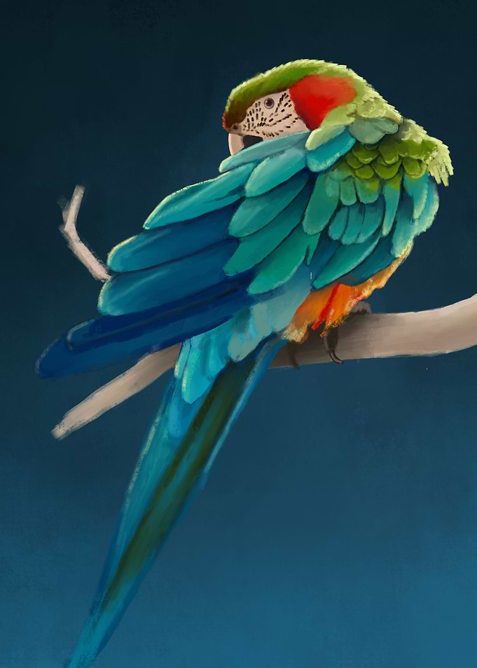 Catalina Macaw