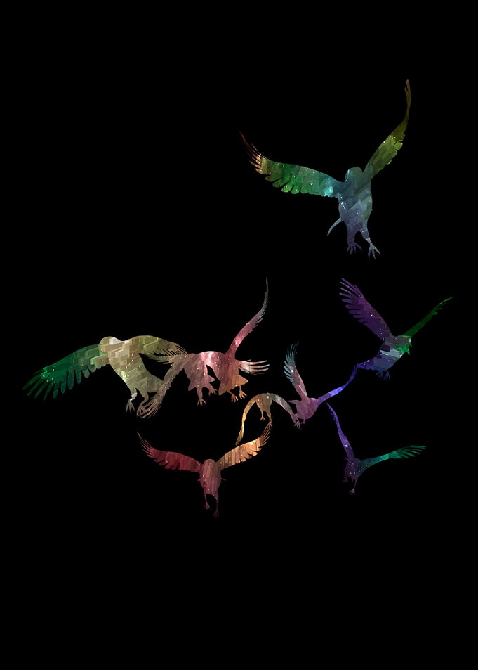 Colorful birds on black