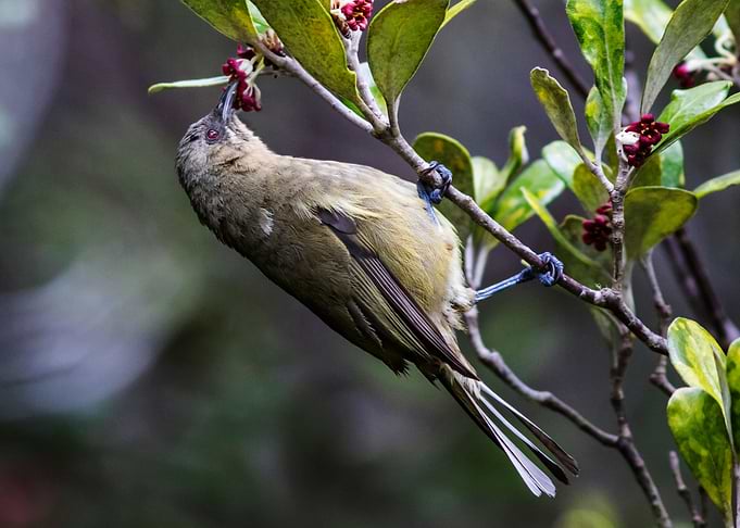New Zealand Bellbirld