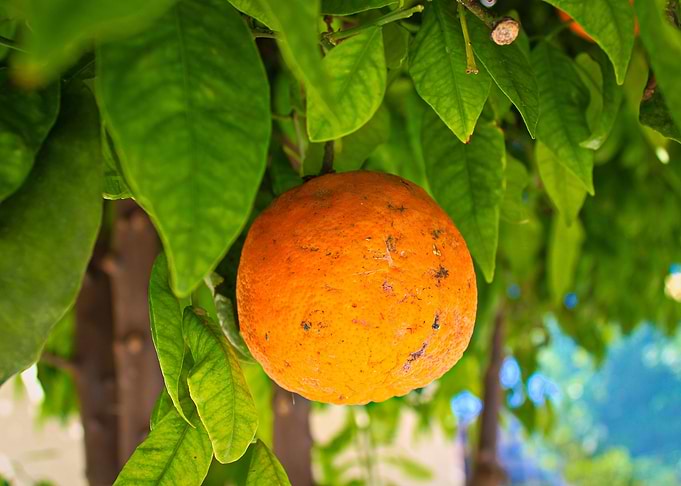 Orange