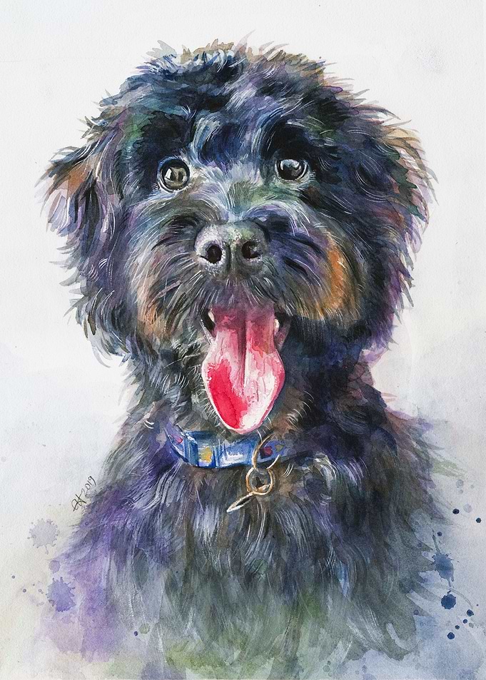 Ernie the Sproodle