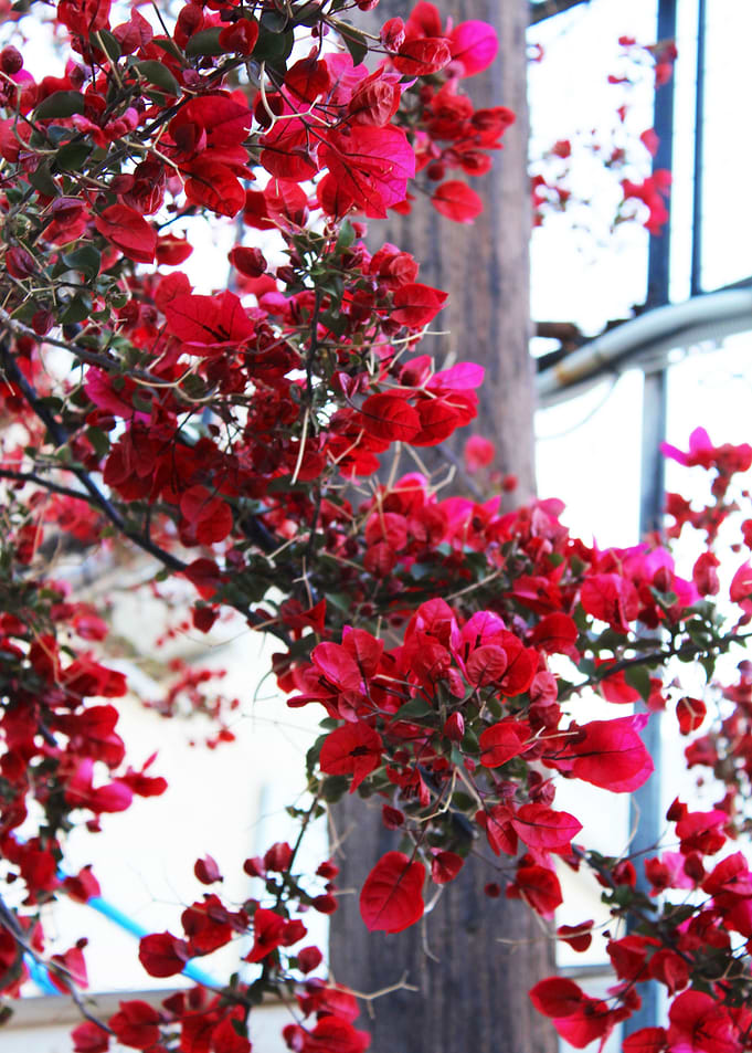 Red Leaves