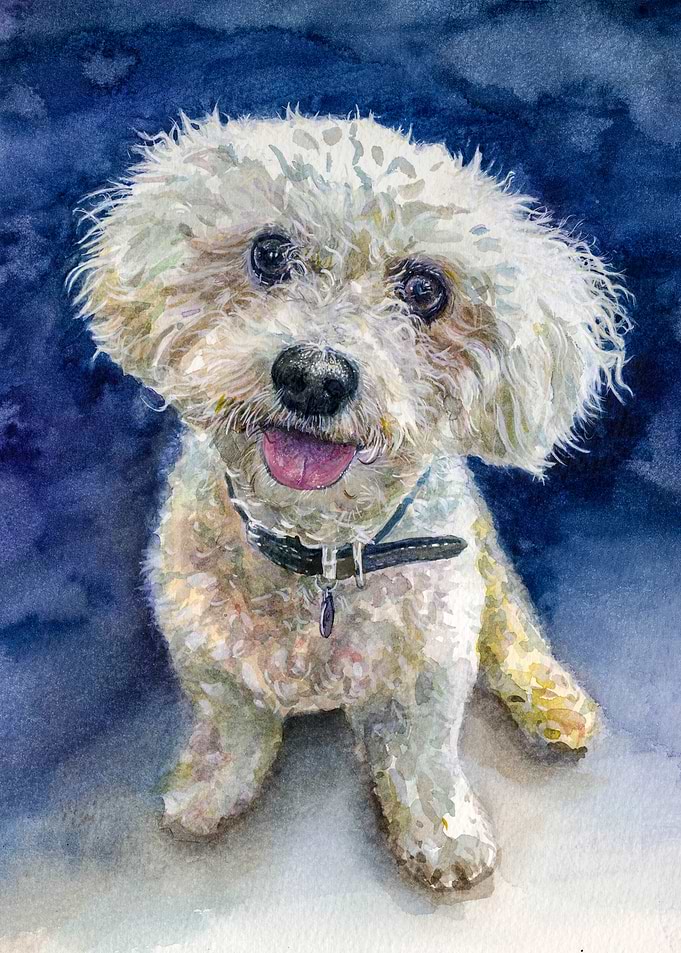 Teddy the Bichon Frise