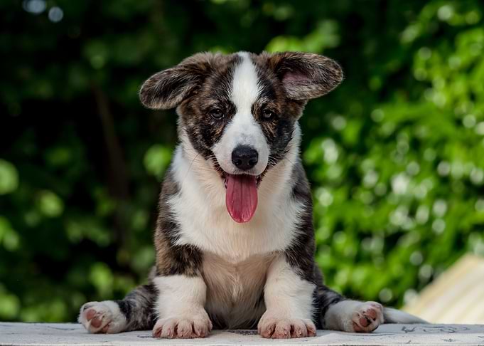 Brown corgi puppy