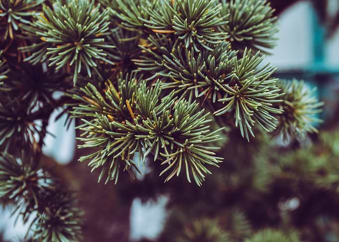 Conifer