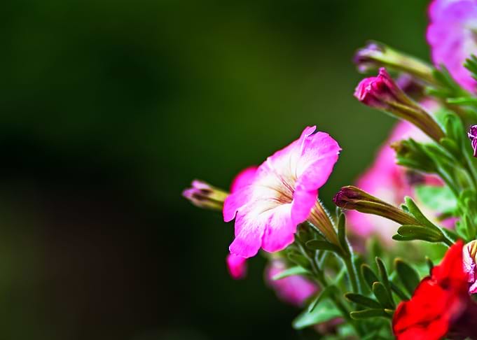 Pink And White Flowers