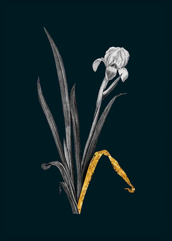 Teal and Gold Iris