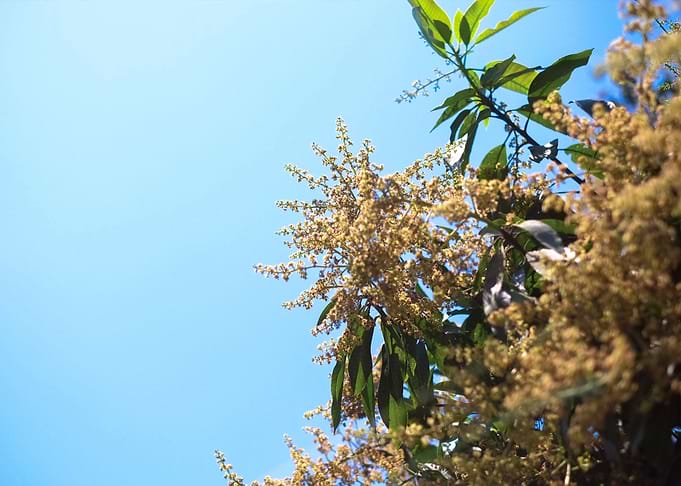 Bali Flower