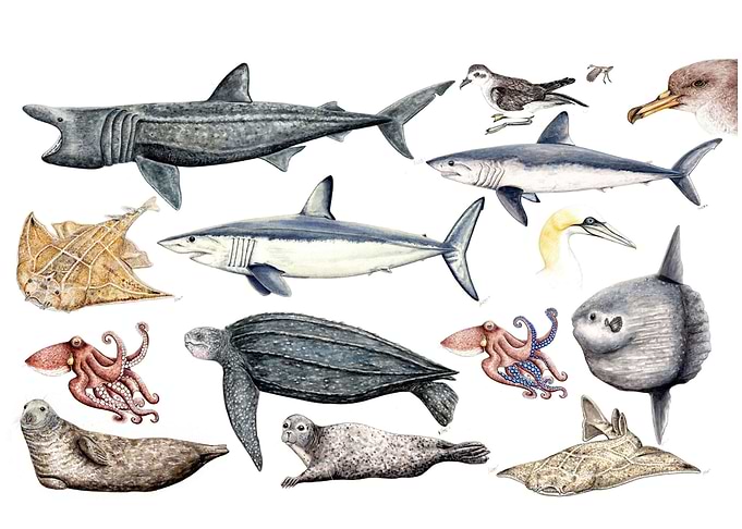 Marine life