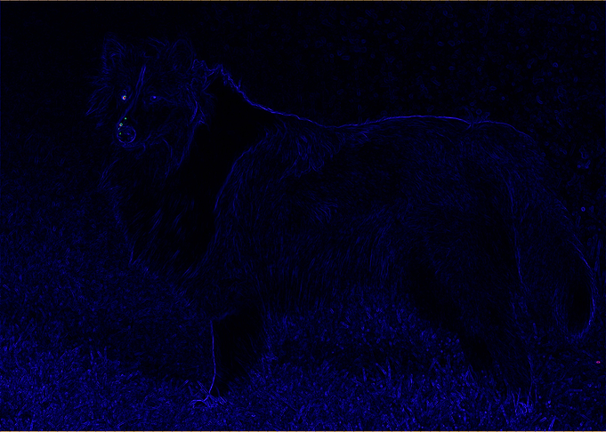 Dark Dog