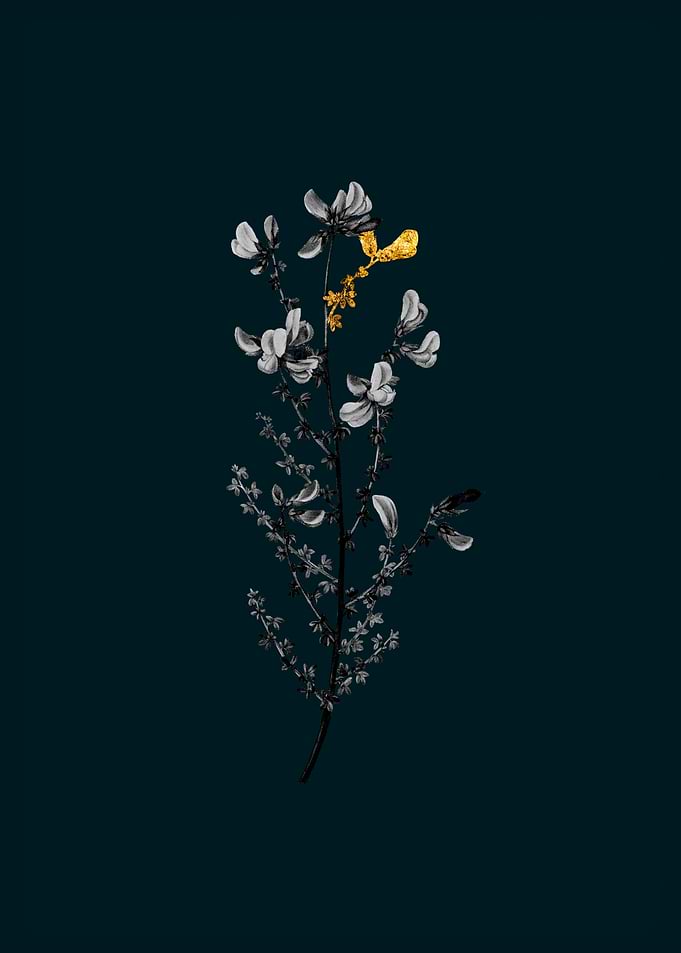 Teal and Gold Adenocarpus