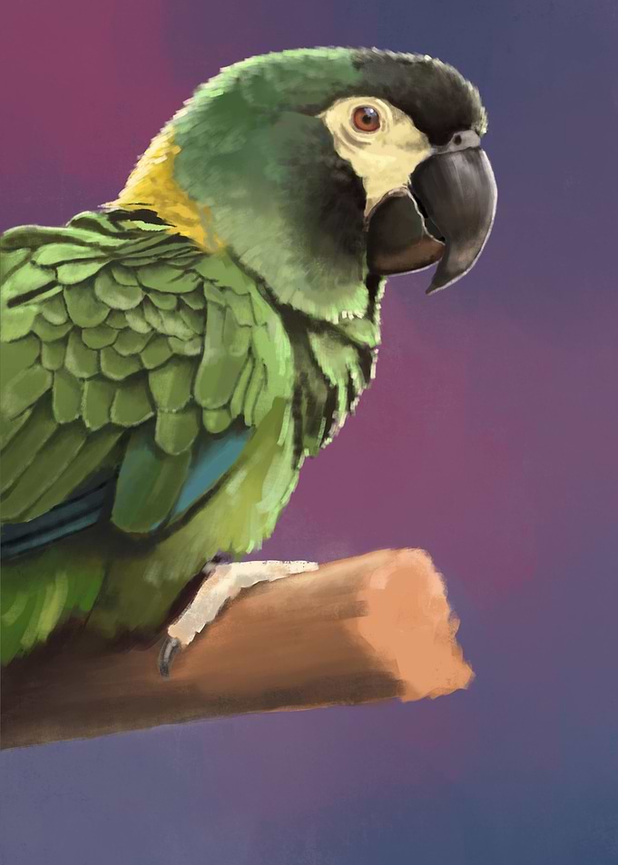 Yellow Collared Macaw