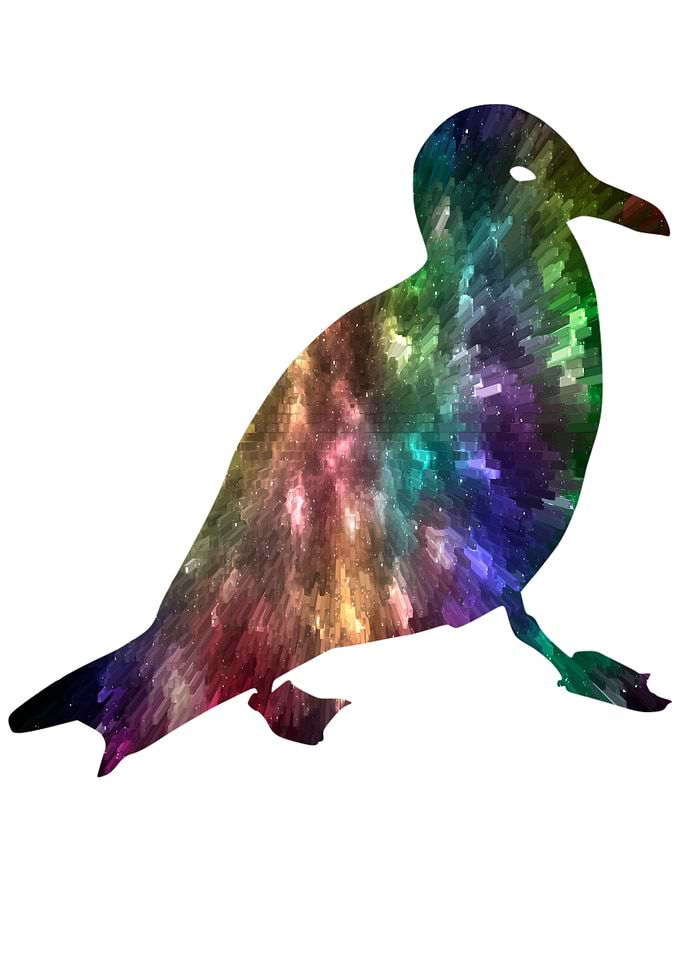 Colorful gull