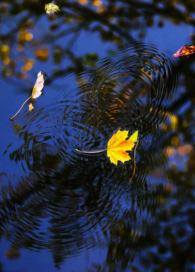 Autumn maple leaf
