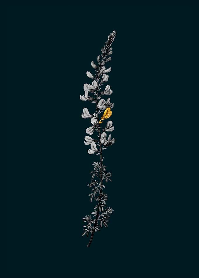 Teal and Gold Adenocarpus