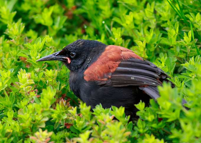 Young Saddleback