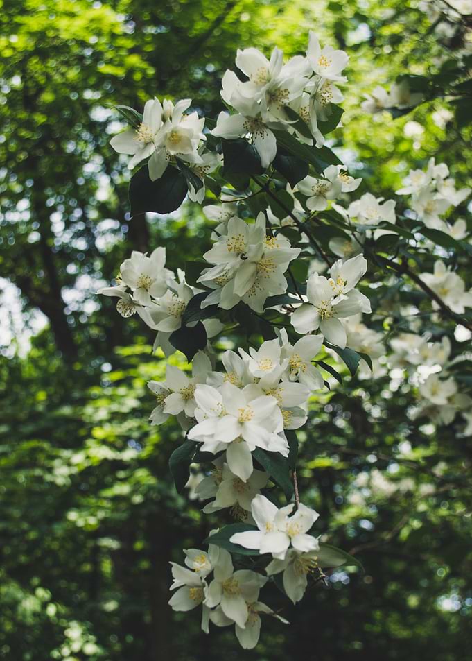 Flowerist