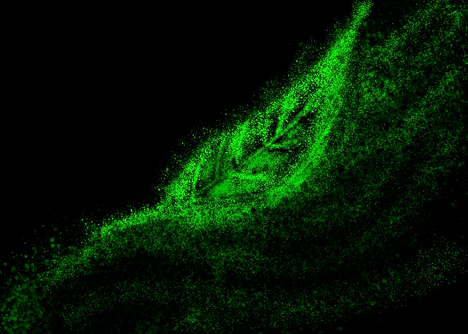 Leaf