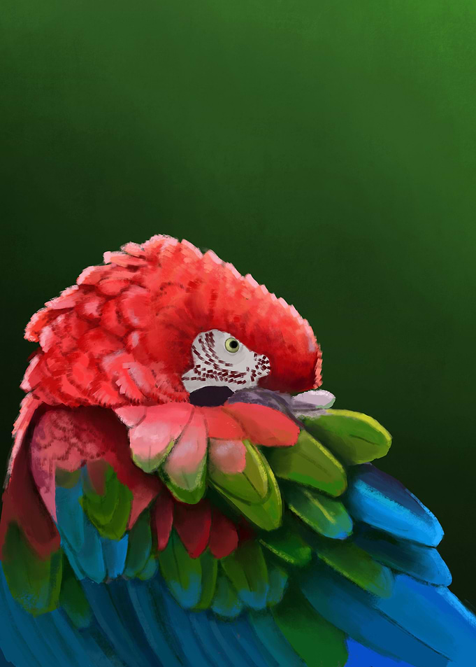 Greenwing Macaw