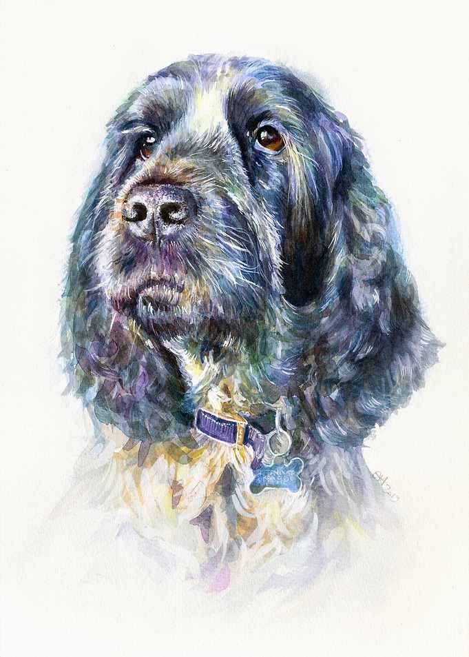 Buddy the Cocker Spaniel