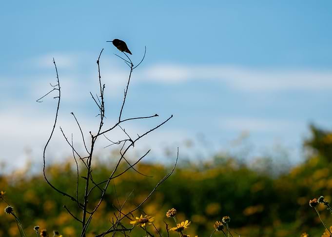 Humming to the Flowers